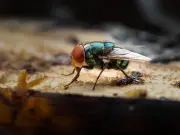Simple 2-Minute Kitchen Task to Keep Flies Away This Summer