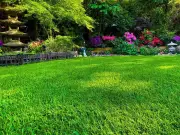 Simple August task now will make lawns greener and healthier by autumn
