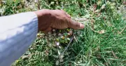 Simple digging tip 'more effective' than vinegar for removing lawn weeds