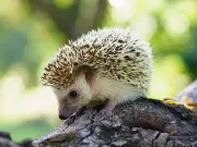 Simple Garden Item That Attracts Hedgehogs Regularly
