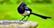 Simple household item can stop magpies from taking over bird feeders