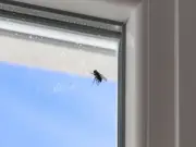 Simple Kitchen Ingredient That Deters Flies From Your Home