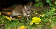 Six Plants That Naturally Repel Mice and Rats From Your Garden