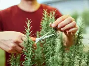 Six plants to prune in September for a flower-packed garden next year
