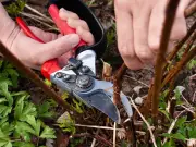Six plants to prune in September for a neater garden and more flowers