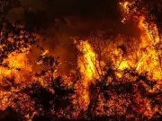 Sixth Mass Extinction Peak Predicted for 2500 Under Worst Scenario
