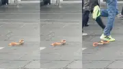 Snake lunges at shoppers in Glasgow city centre chaos