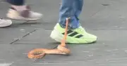 Snake on the loose in Glasgow city centre snaps at pedestrians