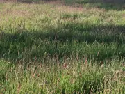Sniper Eyes Brainteaser: Spot the Hidden Cougar in 10 Seconds