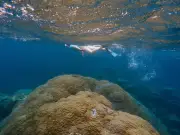 Snorkeller warns after deadly box jellyfish attack in Okinawa