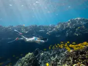 Snorkeller's Close Call with Deadly Box Jellyfish in Japan
