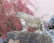 Snow Leopard Secrets: A Conservationist's Intimate Portrait