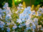 Sow hardy annuals now for earlier summer blooms next year