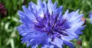 Sow hardy annuals now for stronger blooms next summer