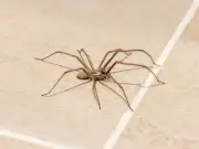 Spider season starts early in Wales due to warm weather