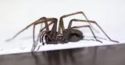 Spiders and flies kept out of homes with one windowsill item