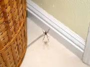 Spiders won't come near your home if you wipe doors with natural item — not vinegar