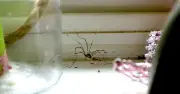 Spray £1 mixture over window frames and doors to stop spiders coming in