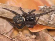 Spray this kitchen staple around your home to keep spiders out this season