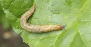 Sprinkle 1 leftover ingredient in soil to keep slugs away from plants
