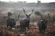 Stag put down after injuring picnicker in Richmond Park