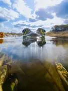 Steven Scott Grogin's Bullfrog Photo Wins Guardian Award