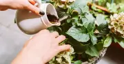 Stop Buying Plant Food: Coffee Grounds Give Incredible Blooms for Free