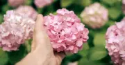 Stop feeding hydrangeas in autumn to ensure spring blooms return
