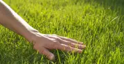 Stop fertilising lawns in heat and water deeply, expert advises