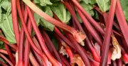 Stop Harvesting Rhubarb in Summer for Better Stalks