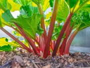 Stop Harvesting Rhubarb Now for Juicier Stalks Next Spring