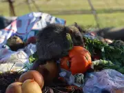 Stop Inviting Rats to Your Garden with This Simple Bin Change