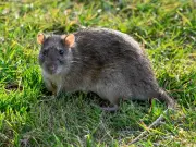 Stop Leaving Compost Outside or Risk Rats in Your Garden