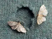 Stop moths eating clothes with cheap 35p homemade vinegar spray