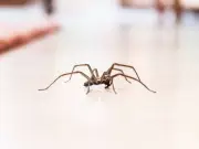 Stop spiders and flies entering your home with one spice