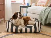 Storm alert: Dunelm's £35 water-resistant dog bed with washable cover is a hit