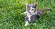 Stray cat called 'ugly' gets last laugh with model pose