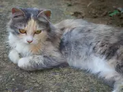 Stray Cat's Fierce Reaction to Being Called 'Ugly' Delights TikTok