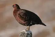 Study to uncover why red grouse populations are declining