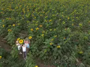 Sunflower Trail Opens at Mundles Farm for Summer Visits