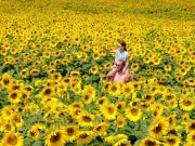 Sunflower Trail Returns to County Durham Farm with Funfair and More