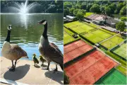 Surrey tennis club faces backlash over secret goose cull