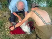 Swan euthanised after being shot with ball bearings in Cardiff
