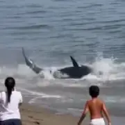 Swimmer chased by 'shark' that was actually a 300kg tuna