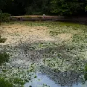 Swimmers and Pets Warned to Avoid Toxic Thames Bathing Spot