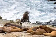 Teen pleads guilty to attacking sea lion in viral video