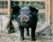Tempted by a Teacup Pig? Think Again, Says Zoe Williams