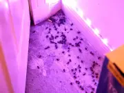 Tenant forced out of bedroom by wasp infestation