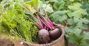 The 10p vegetable that slashes cancer risk by up to 15%
