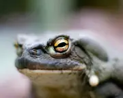 The Ego Trip review: psychedelic toads and hair-raising treatments
